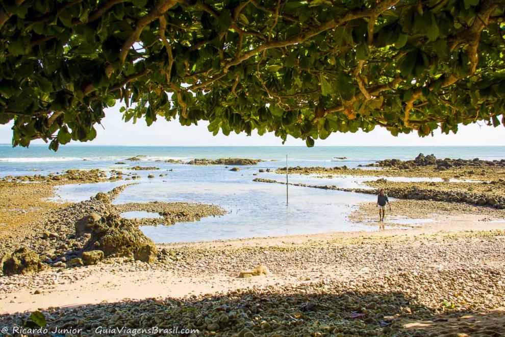 Imagem da sombra de uma grande árvore na Praia das Pedrinhas.